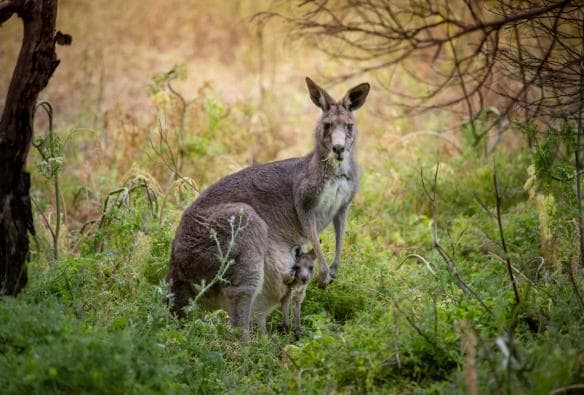 ビクトリア州、タワー・ヒル・ワイルドライフ・リザーブ、ウォーン・グンディジ・アット・タワー・ヒル © Tourism Australia
