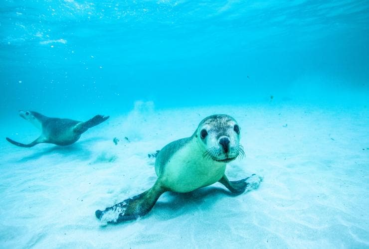 西オーストラリア州、ジュリエン・ベイ、カメラに向かって泳いで来るアシカ © Australia’s Coral Coast