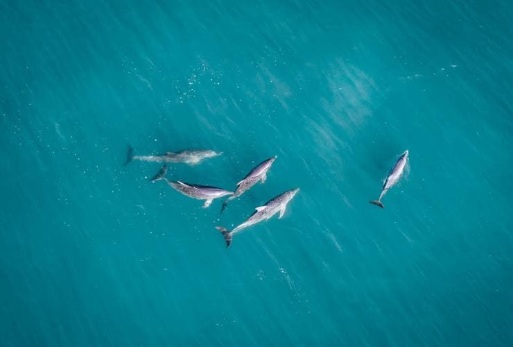 西オーストラリア州、シャーク・ベイ、モンキー・マイア、イルカの群れの空撮風景 © Tourism Western Australia