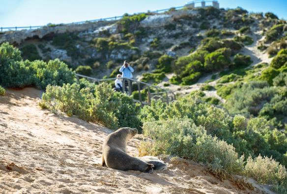 南オーストラリア州、カンガルー島、シール・ベイの砂浜でくつろぐアザラシ © Tourism Australia