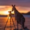 ケープ・ヒルズボロー国立公園でカメラを調べるカンガルー © Matt Glastonbury/Tourism and Events Queensland