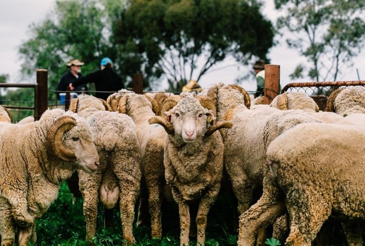 ニュー・サウス・ウェールズ州、バダバーダ、カルブリ・ステーション © Jeff Chen