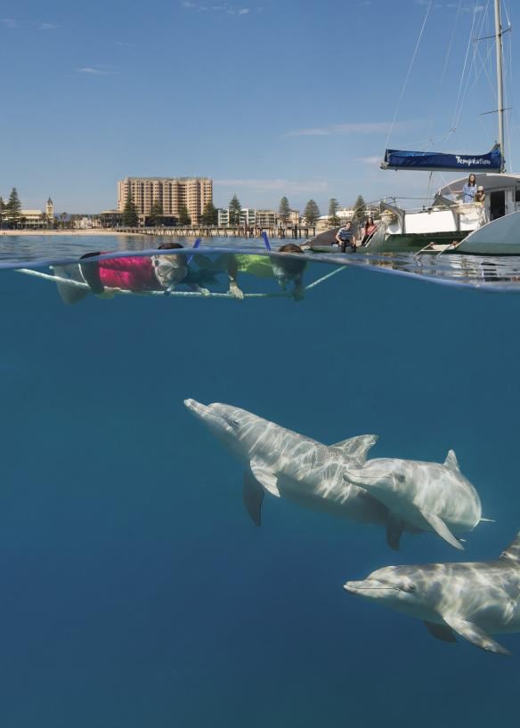 南オーストラリア州、テンプテーション・セーリング、野生のイルカとのスイミング © South Australian Tourism Commission