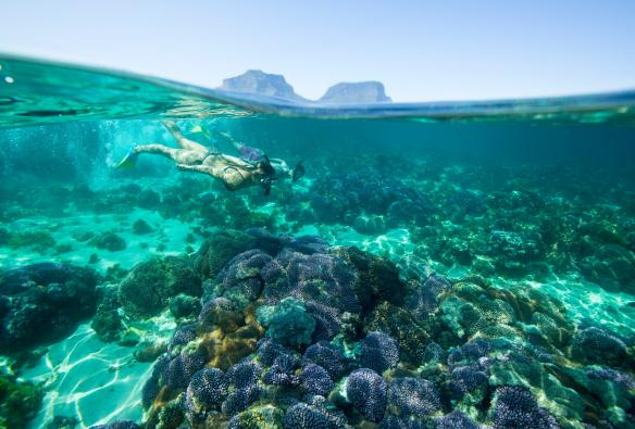 ニュー・サウス・ウェールズ州、ロード・ハウ島、シュノーケル © Trevor King/Destination NSW
