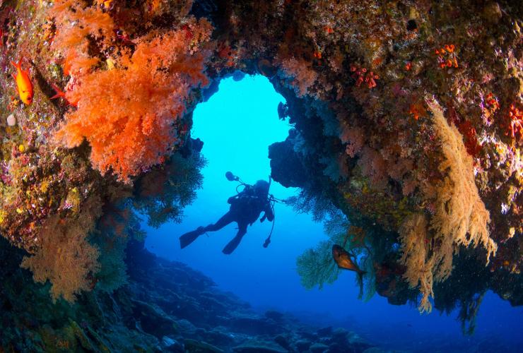 クリスマス島近くの、魚が泳ぐ鮮やかなオレンジ色のサンゴ礁でスキューバダイビングを楽しむ人 © Gary Bell