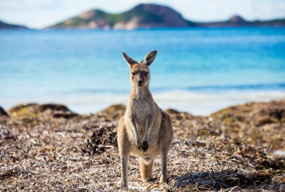 西オーストラリア州、エスペランス - ベイ・オブ・アイルズ、ケープ・ル・グラン国立公園、ラッキー・ベイのカンガルー © Tourism Western Australia