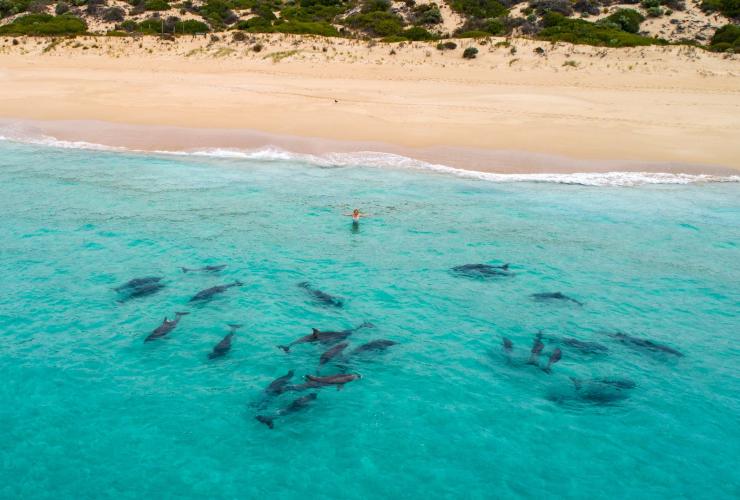 南オーストラリア州、エア半島、ウェッジ島の海岸沿いを泳ぐイルカ © Kane Overall