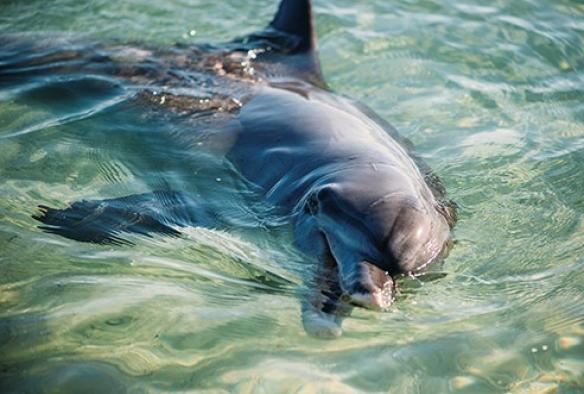 西オーストラリア州、ニンガルー、モンキー・マイア、イルカ © Tourism Western Australia