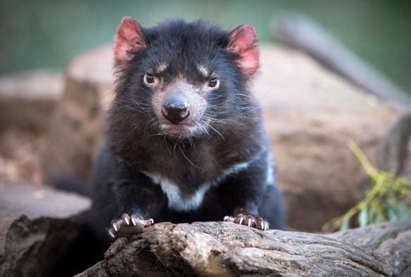タスマニア州、ブライトン、ボノロング野生動物公園のタスマニアン・デビル © Tourism Tasmania &amp; Rob Burnett
