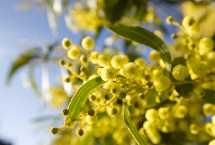 ビクトリア州、ローン、鮮やかな黄色の花を咲かせるワトルの木 © Visit Victoria