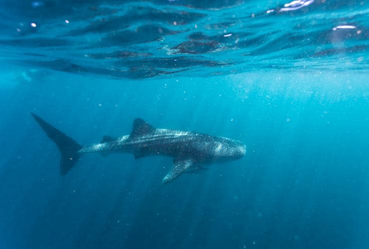 西オーストラリア州、ニンガルーリーフ、ニンガルー海洋公園の海を滑空するかのように泳ぐジンベエザメ © Tourism Western Australia