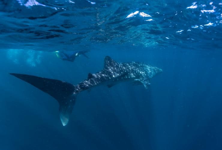 西オーストラリア州、コーラル・コースト、ニンガルーリーフ、ジンベエザメと泳ぐ © Tourism Western Australia