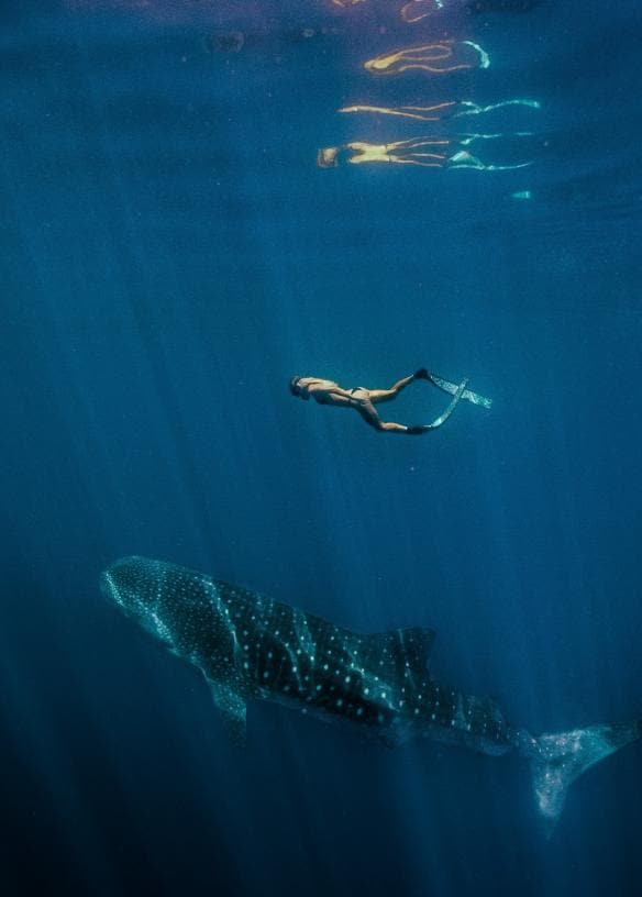 西オーストラリア州、ニンガルーリーフ、ジンベエザメとシュノーケル © Tourism Western Australia