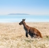 カンガルー島の草原のカンガルー © South Australian Tourism Commission