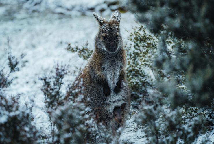タスマニア州、クレイドル・マウンテン ー セント・クレア湖国立公園の雪の中のワラビー © Jason Charles Hill