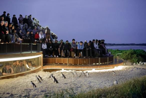 ビクトリア州、フィリップ島、フィリップ島自然公園、砂の上を歩くペンギンを観察する人々 © Warren Reed