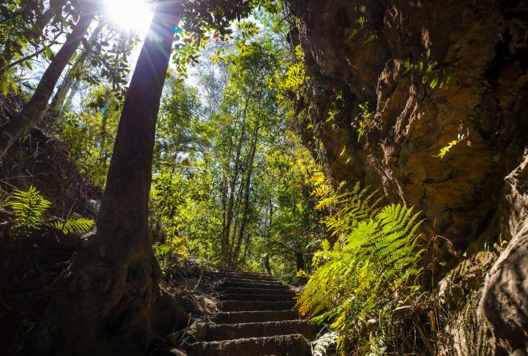 ニュー・サウス・ウェールズ州、ブルー・マウンテンズ、グランド・キャニオン・ウォーキング・トラックの緑豊かな森の奥へ続く階段 © Destination NSW