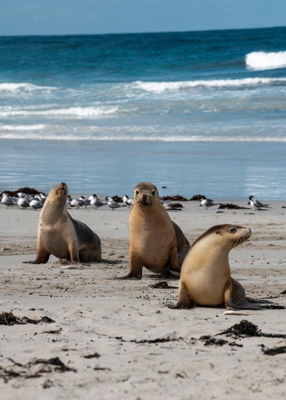 南オーストラリア州、カンガルー島、シール・ベイ自然保護公園のアザラシ © Tourism Australia