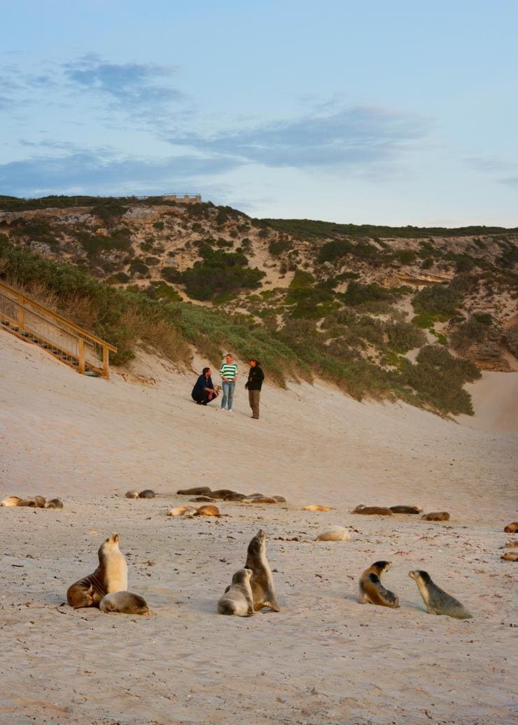 南オーストラリア州、カンガルー島、シール・ベイ自然保護公園 © South Australian Tourism Commission