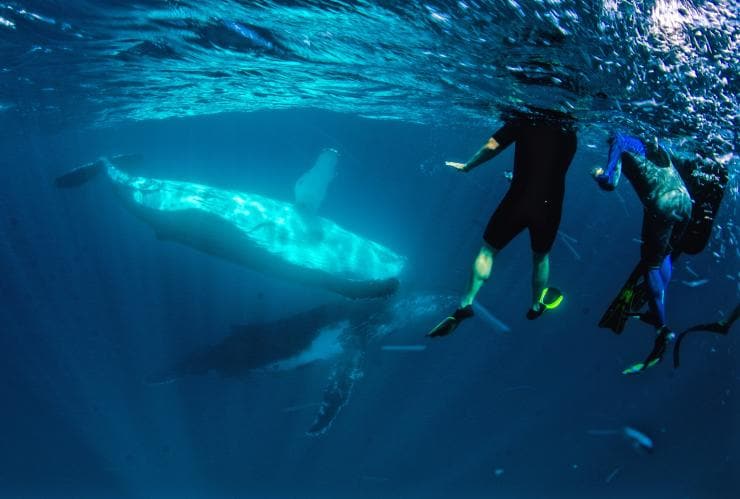 西オーストラリア州、ニンガルー海洋公園でザトウクジラとともに泳ぐ人々 © Exmouth Dive and Whalesharks Ningaloo