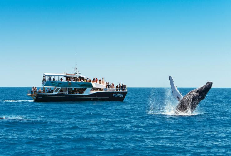 クイーンズランド州、ハービー・ベイ、ザトウクジラ © Tourism and Events Queensland