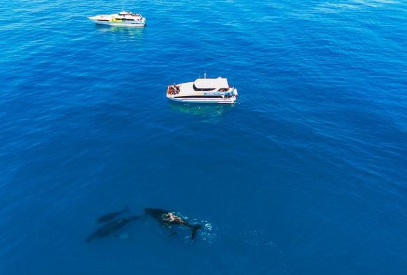 西オーストラリア州、パース、ホエールウォッチング © Tourism Western Australia