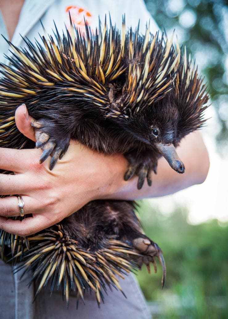 ニュー・サウス・ウェールズ州、ダボ、タロンガ・ウエスタン・プレインズ動物園 © Tourism Australia