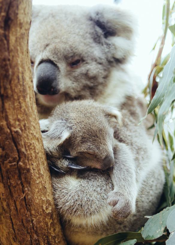 ビクトリア州、ヤラ・バレー、ヒールズビル自然保護区、カンガルー © Roberto Seba