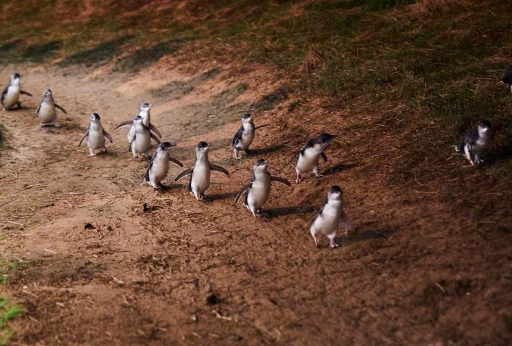 ビクトリア州、フィリップ島、ペンギンの行進 © Tourism Australia