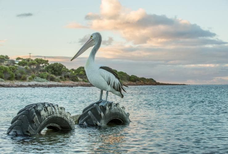 南オーストラリア州、カンガルー島、エミュー・ベイ、海に浮かぶタイヤの上に立つペリカン© Tourism Australia