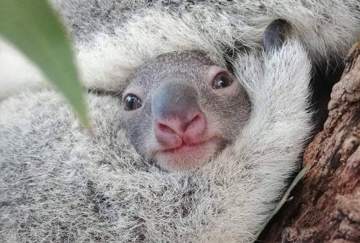 幼いコアラ © Tourism Australia