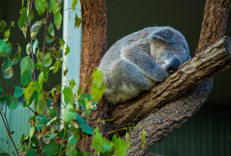 ニュー・サウス・ウェールズ州、シドニー、ワイルドライフ・シドニー動物園のコアラ © Tourism Australia