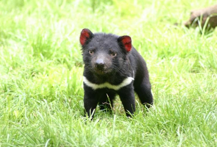 タスマニア州、タランナ、タスマニアン・デビル・アンズー、草むらを歩くタスマニアン・デビル © Tasmanian Devil Unzoo