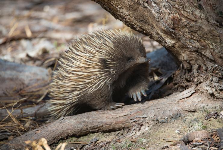 南オーストラリア州、エクセプショナル・カンガルー・アイランド、木の側を歩くハリモグラ© Exceptional Kangaroo Island