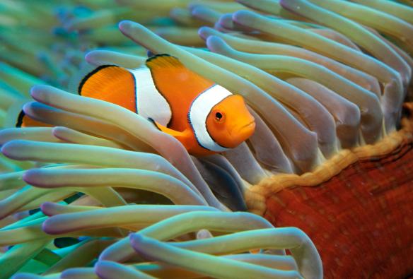 クイーンズランド州、グレート・バリア・リーフ、イソギンチャクの間から顔を出すクマノミ © Tourism and Events Queensland