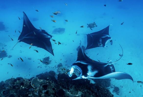 クイーンズランド州、レディー・エリオット島、サンゴ礁を泳ぐ三匹のオニイトマキエイとウミガメ、魚 © James Vodicka