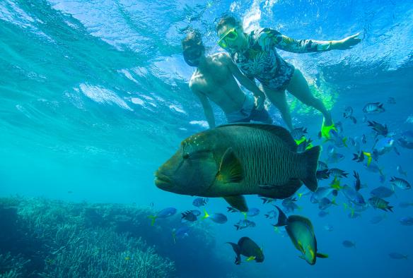 クイーンズランド州、グレートバリアリーフにて、ナポレオンフィッシュと小型の魚の群れを下に見ながらシュノーケリングするカップル © Tourism and Events Queensland