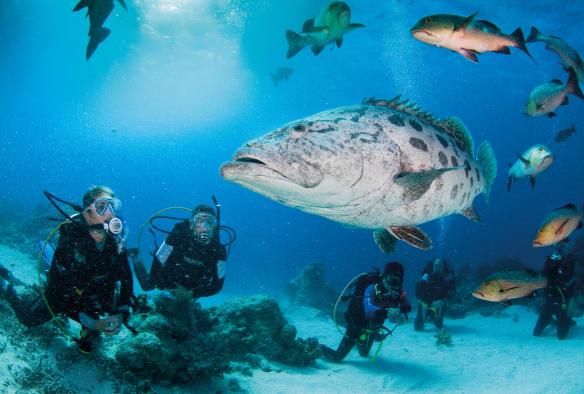 クイーンズランド州、グレートバリアリーフで色とりどりの魚の群れの中で泳ぐカリスハタと、それを見ながら近くを泳ぐダイバー © Darren Jew/Tourism and Events Queensland