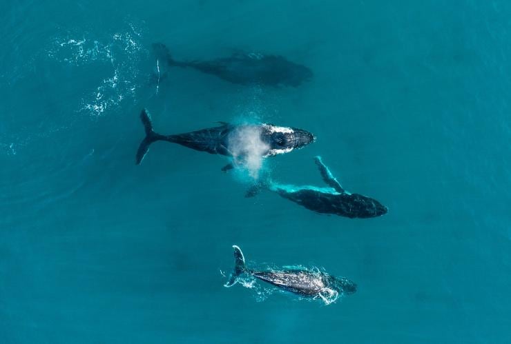 西オーストラリア州、ダンズボロー近くを泳ぐクジラの群れの上空からの眺め © Tourism Western Australia