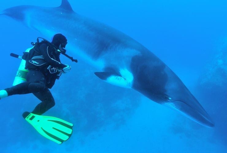 クイーンズランド州、グレート・バリア・リーフ、ドワーフミンククジラと泳ぐ © Eye to Eye Marine Encounters