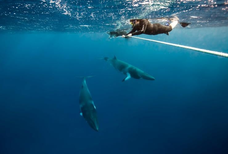 クイーンズランド州、ボミー灯台、ドワーフミンククジラ © Tourism and Events Queensland