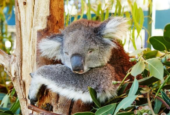西オーストラリア州、スワン・バレー、カバシャム・ワイルドライフ・パーク。木の上で眠るコアラ © Western Australia