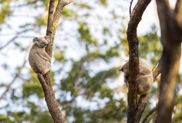 ニュー・サウス・ウェールズ州、シドニー、タロンガ動物園。木の枝で休んでいる2頭のコアラ © Tourism Australia