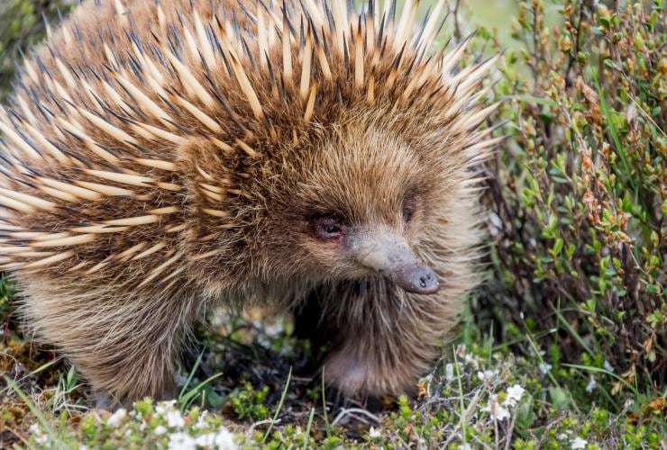 ビクトリア州、グレート・オーシャン・ロード、ハリモグラ © Darren Donlen