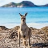 西オーストラリア州、エスペランス、ラッキー・ベイの海沿いに広がる草地に立つカンガルー © Tourism Western Australia