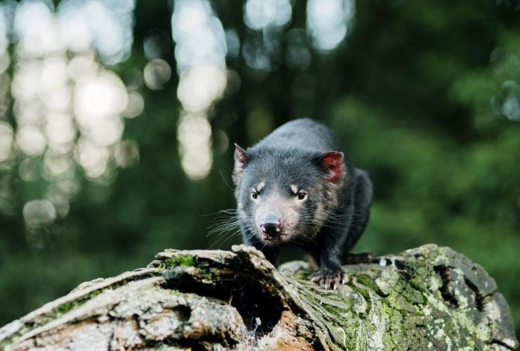 タスマニア州、クレイドル・マウンテン、デビルズ@クレイドルのタスマニアン・デビル © Tourism Australia