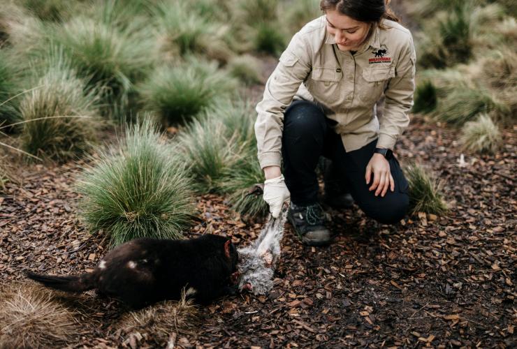 タスマニア州、クレイドル・マウンテン、デビルズ@クレイドルでタスマニアン・デビルに餌やりする飼育員 © Tourism Australia