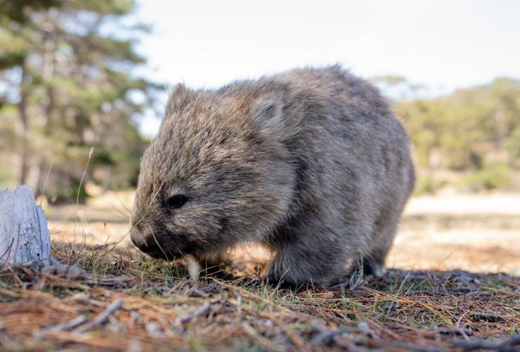 タスマニア州、マリア島のウォンバット © Robert King Visuals