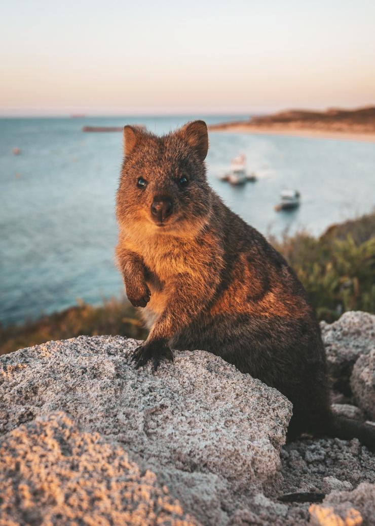 西オーストラリア州、ロットネスト島、カメラに笑顔を向けるクオッカ © Tourism Australia