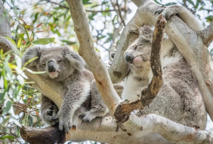 ビクトリア州、レイモンド島、ユーカリの木にいる2匹のコアラ © Darren Donlen